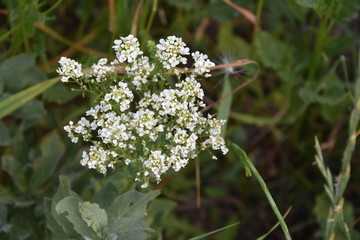 flores blancas