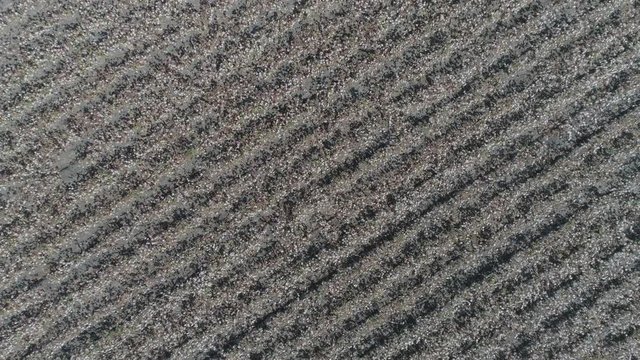 Aerial Drone Top-down Zenithal forward close view of Cotton Fields