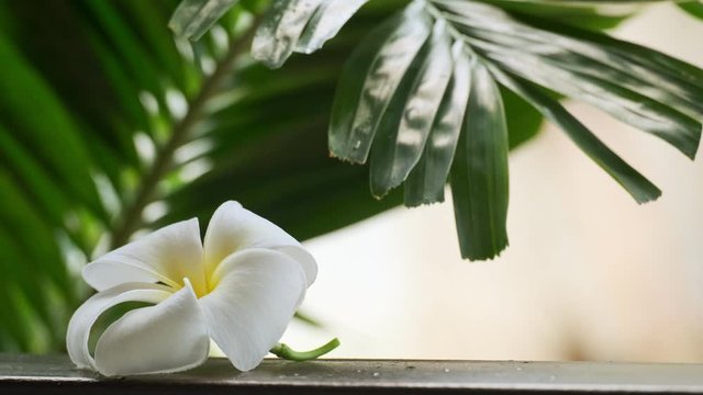 White flower of frangipani on table under hanging branch of palm tree with green leaves. concept of tourism and travel in Asia.