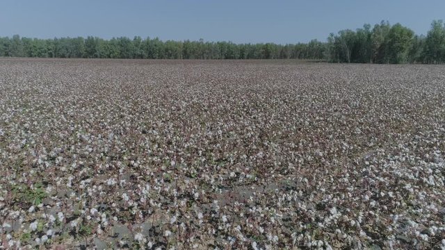 Aerial Drone forward fast view of cotton fields plantation with horizon