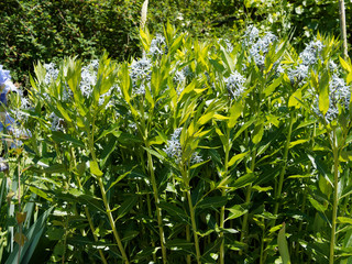 Amsonia ciliata | Floraison d'amsonies ciliées à pétales en étoiles bleu clair dans un...
