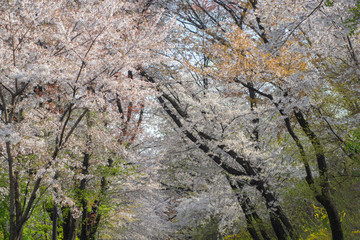 白い花のある背景