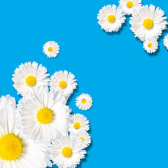 Composition of various chamomile blossom with white petals and yellow pistils on soft blue background with copy space