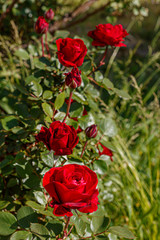 Beautiful Red Roses in Spring Blossom