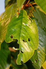 Sweet Cherry Leaf Eaten By Insects