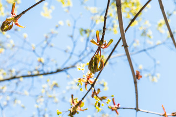spring in city - bourgeon of ash-leaved maple tree close up with blue sky on background on sunny day (focus on bud on foreground)