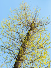 spring in city - bottom view of pruned poplar tree with yound leaves and blue sky on background in urban yard