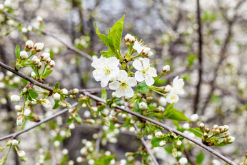 spring in city - blossoming twigs of cherry tree in urban garden on background (focus on flowers on foreground) on overcast day
