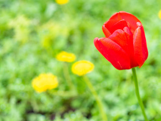 Obraz premium red poppy flower close up at blurred meadow with dandelions on background on spring day (focus on poppy bloom on foreground)