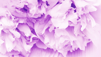 Fototapeta premium Flowery natural background. Flower pattern. Petals of peonies purple colored. Petals of flowers closeup. Selective focus.