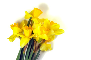 yellow daffodil on a white background isolate