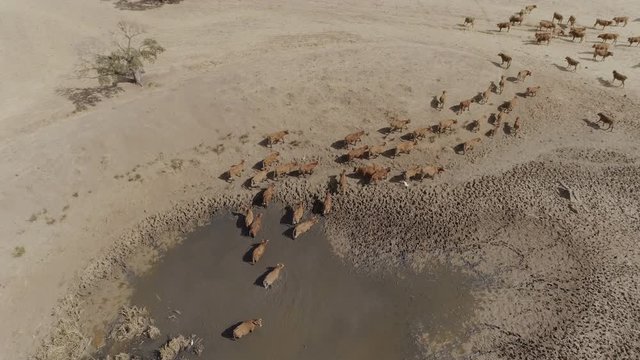 Aerial Drone orbit view of herd of brown cows coming out of a mud puddle in arid terrain