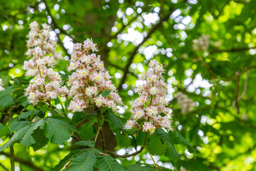 Fototapeta premium Beatifull blossoming horse chestnuts or Conker tree(Aesculus hippocastanum) along a road in a forest