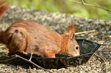 Eichhörnchen