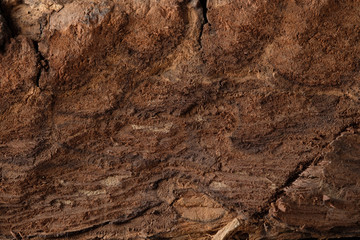 Tree bark.Wood texture background surface with old natural pattern. Texture of wood background close up. Top view. Copy space.