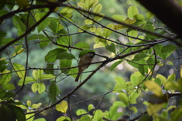 A lone sparrow sitting on a tree branch, surrounded by green spring leaves