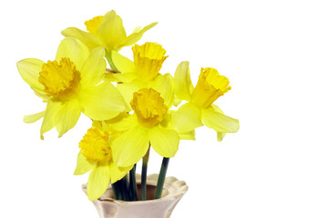 yellow daffodil on a white background isolate