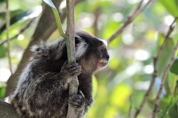 Smallest marmoset monkey on a branch in rio de janeiro in brazil