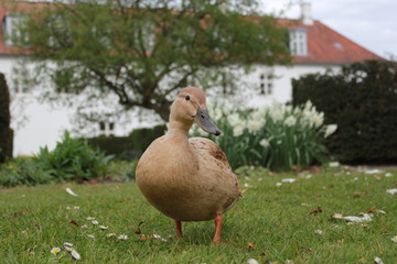 Duck in the park