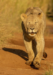 Young Lions walking in the savanna