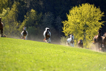 Bunte Herde. Pferde unterschiedlicher Rassen und Farben galoppieren auf der Koppel