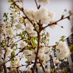 blooming tree