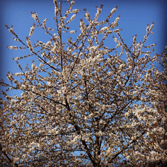 tree blossom