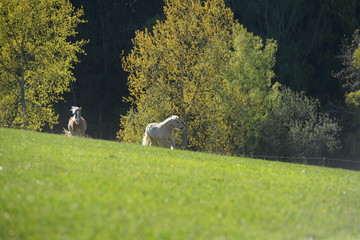 Bunte Herde. Pferde unterschiedlicher Rassen und Farben galoppieren auf der Koppel
