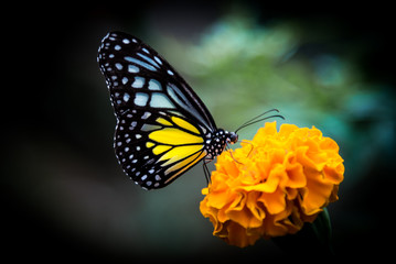 Butterfly beauty