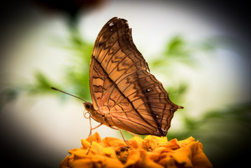 Obraz premium Butterfly camo