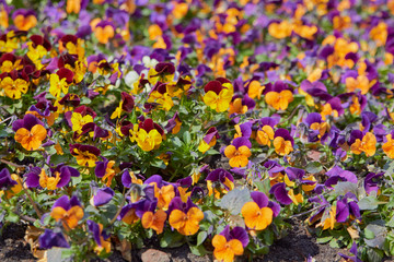 heartsease flowers are orange and purple, Mixed spring heartsease flowers on flowerbed