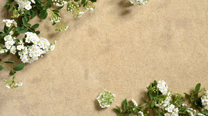 Spring background with blooming spirea branches, Spiraea cantoniensis, copy space, flat lay