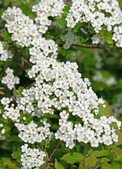 Blühender Weißdorn, Crataegus, im Frühling