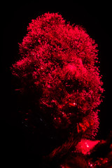 Rotting blackberry with some friends at the bottom