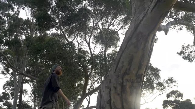 A panning shot of a bearded ginger man walking past a big gum tree in Australia.