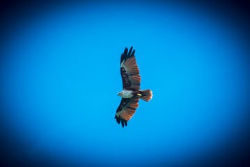 Soaring eagle