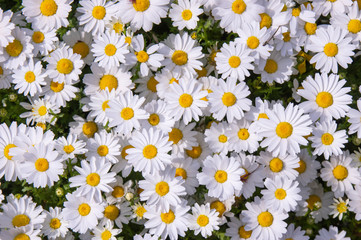 白い花の背景素材