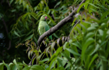 Parrots, also known as psittacines, are birds of the roughly 393 species in 92 genera comprising the order Psittaciformes.
