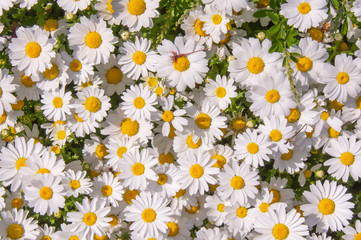 白い花の背景素材