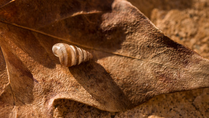 Caracola en hoja seca