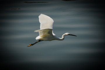 Xiamen's national bird