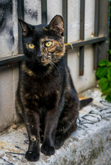 black cat on a fence
