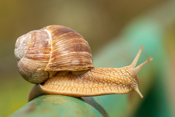 Garden snail on the metal pole