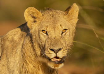 Fototapeta na wymiar Young Lions walking in the savanna