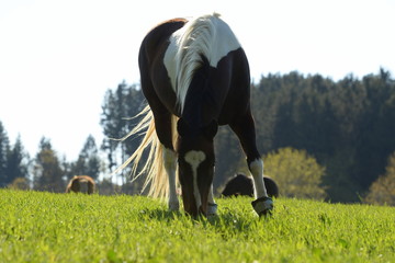 Beginn der Weidesaison. Bunte Pferdeherde auf der Frühlingswiese