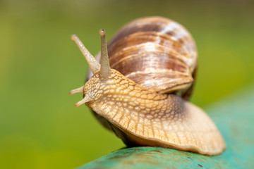 Snail crawling on the metal pole