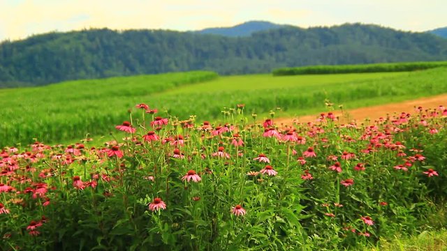 Echinacea healthy plant on the green summer field form medicine.