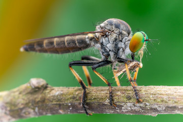 Lovely Robber flies (Asilidae) eating insect nature marco photography