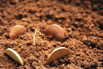 Start business concept, abstract euro cents on the soil around  baby plant. photo isolate copy space 