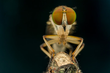 Lovely Robber flies (Asilidae)  nature marco photography